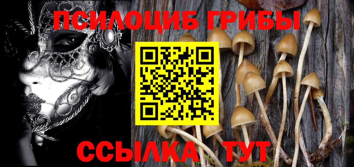 Псилоцибиновые грибы Psilocybine cubensis Кемерово